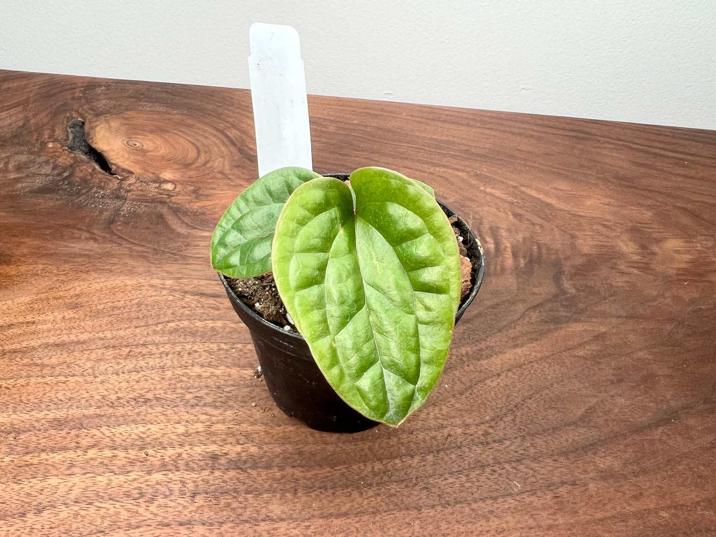Anthurium Radican X Luxurian 4”