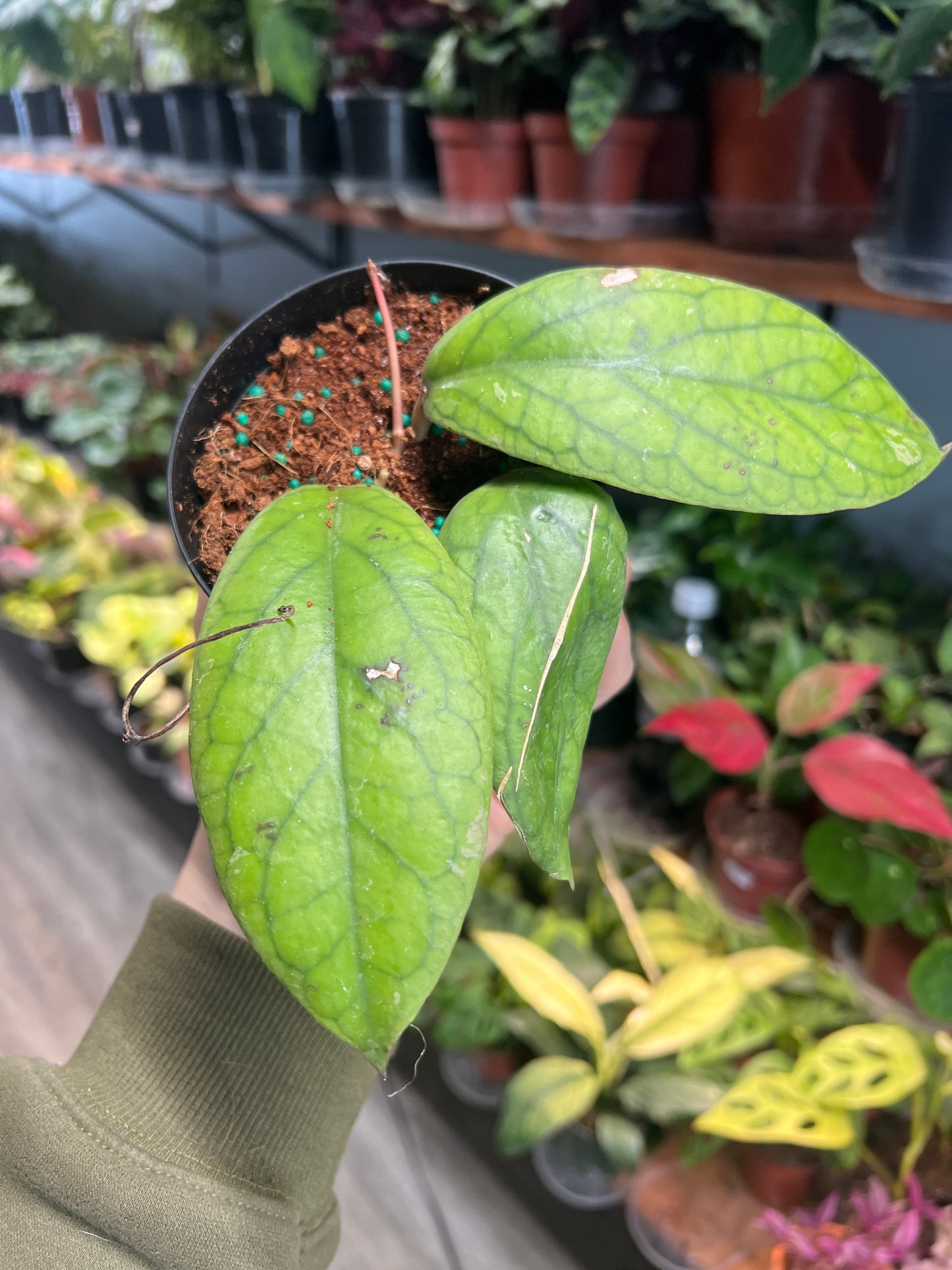 Hoya-Crassipetiolata