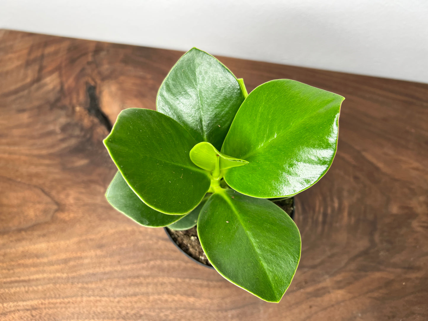 Clusia Princess (Autograph Tree)