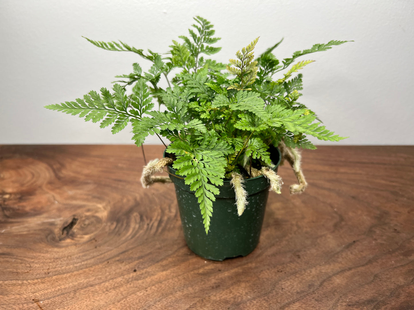Rabbit foot fern 4”