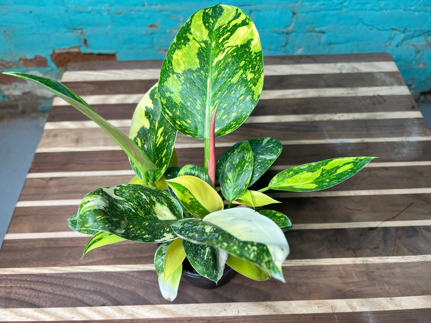 Philodendron Congo Nuclear Variegated