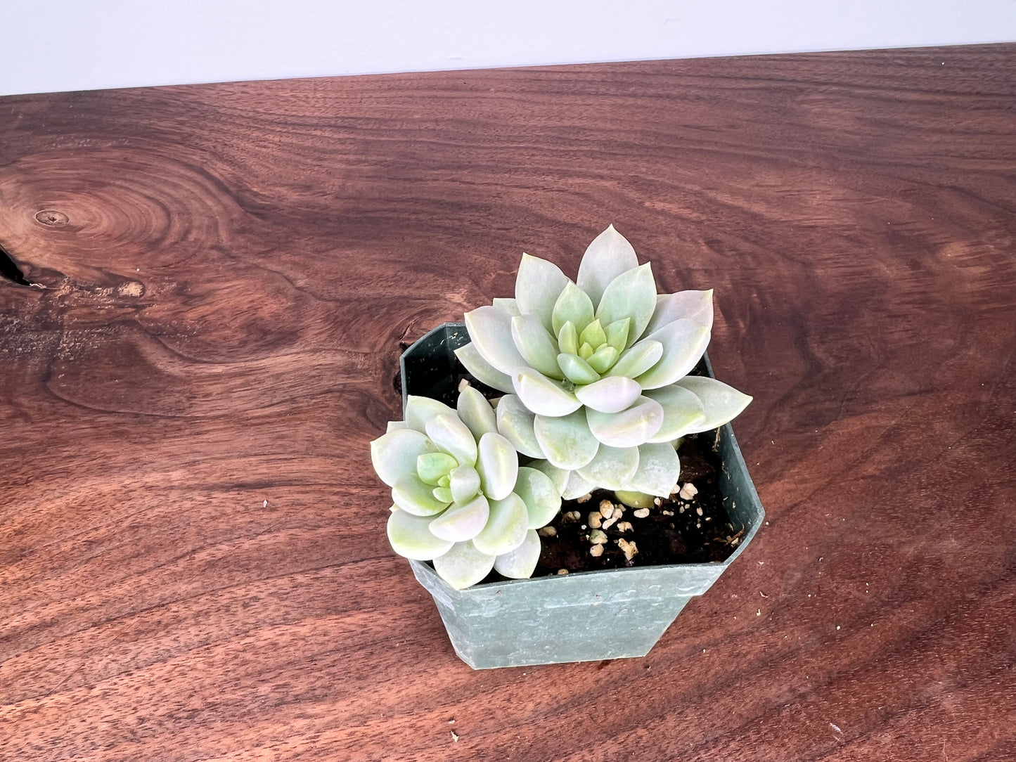 Echeveria 9