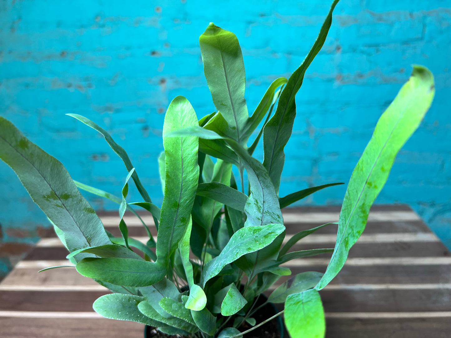 Blue Star Fern 4”
