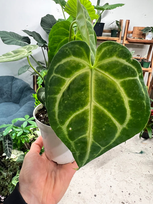 Anthurium Crystallinum 4”