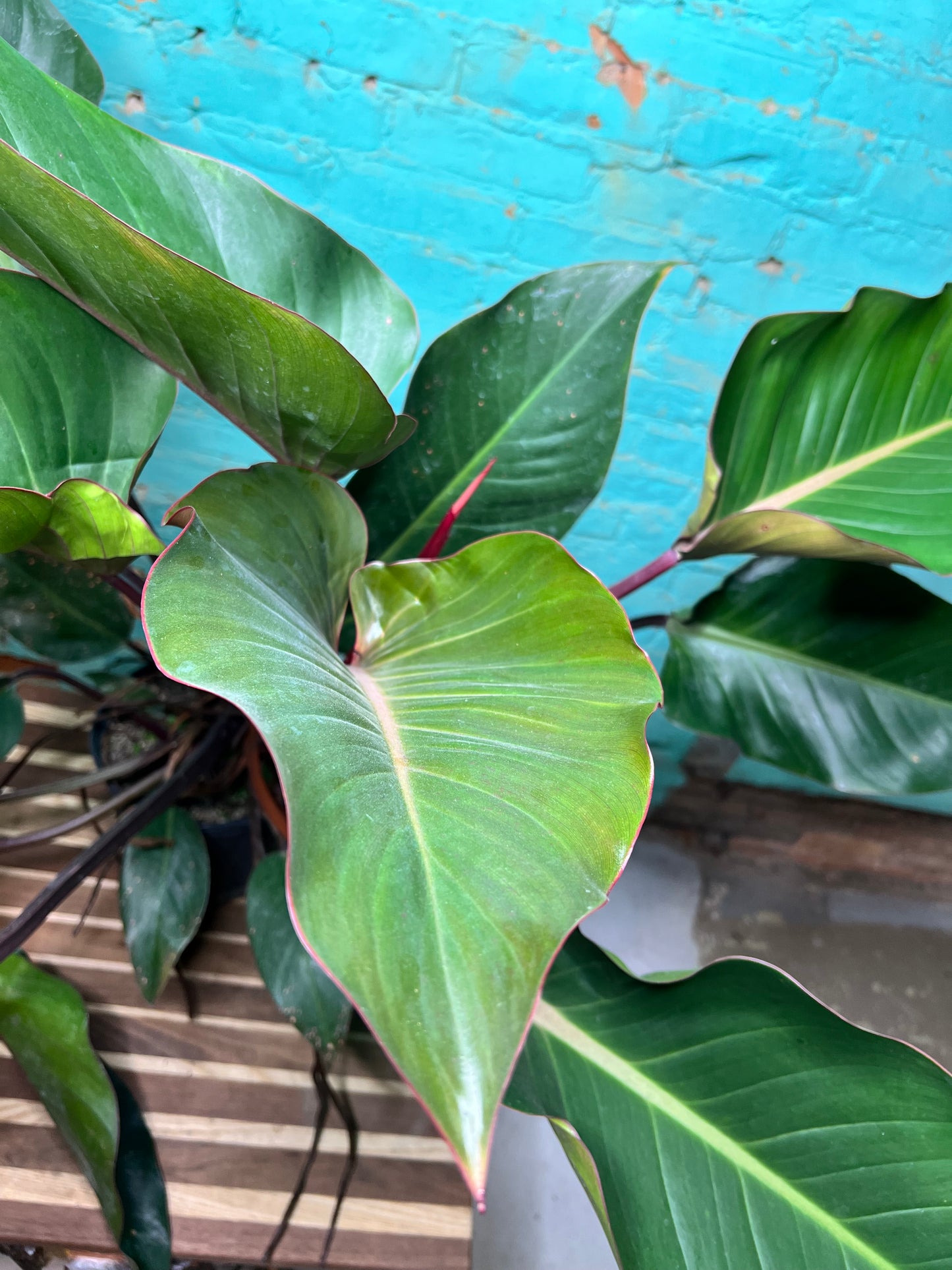 Philodendron Imperial Red 10”