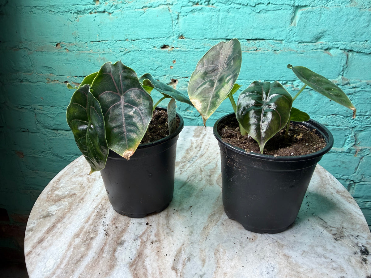 Alocasia Azlanii 4”