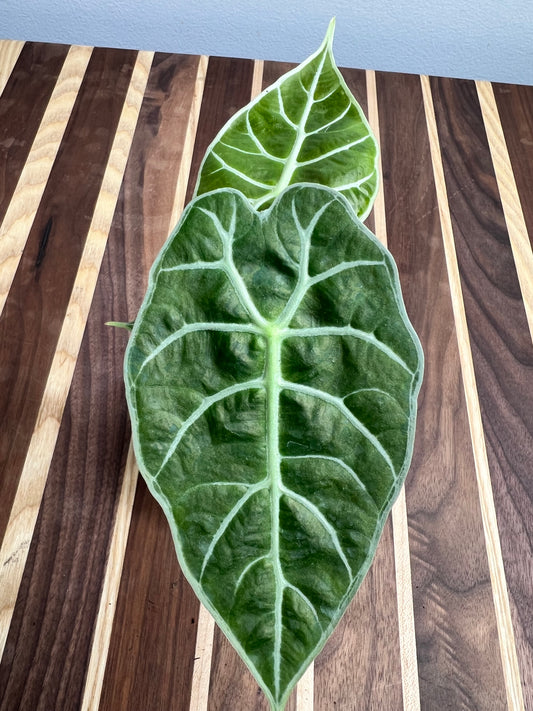 Alocasia Watsoniana Lighting 4”