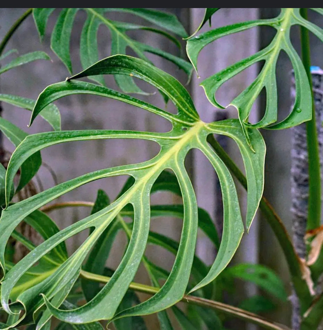 Monstera Burle Marx Flame 6”