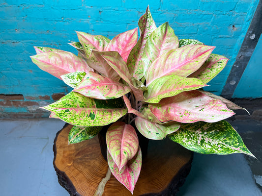 Aglaonema Sparkling Sarah Variegated 10”