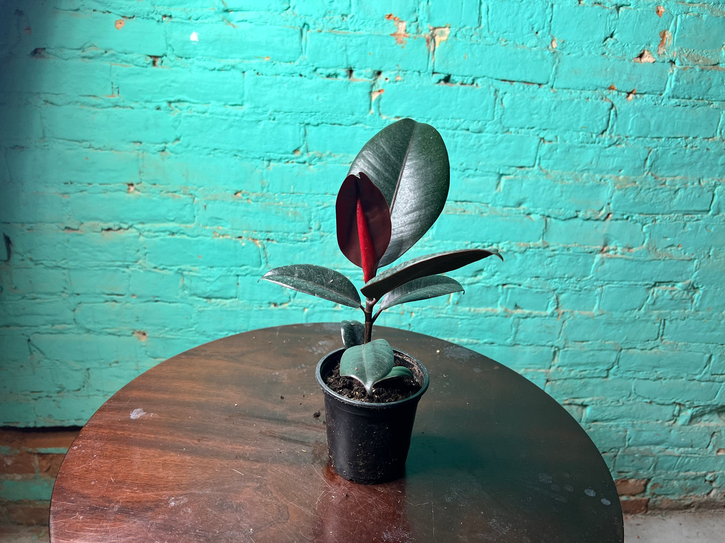 Rubber Tree-burgandy