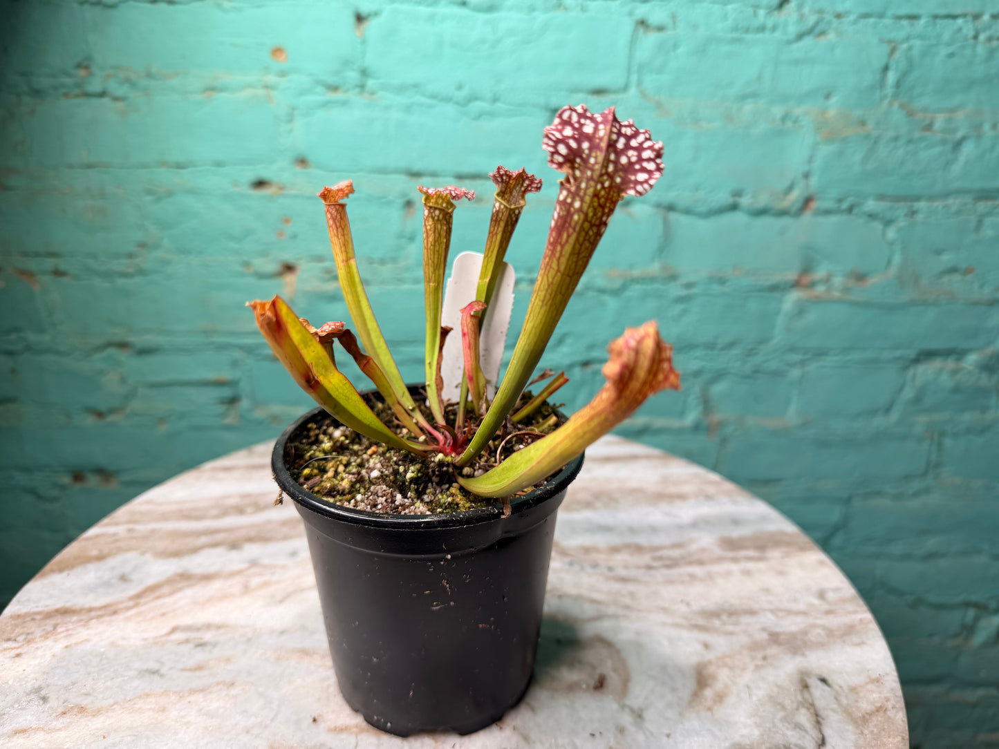 Sarracenia Farnhamii 4”