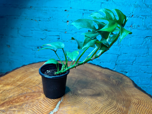 Mini Monstera- Rhaphidophora
Tetrasperma