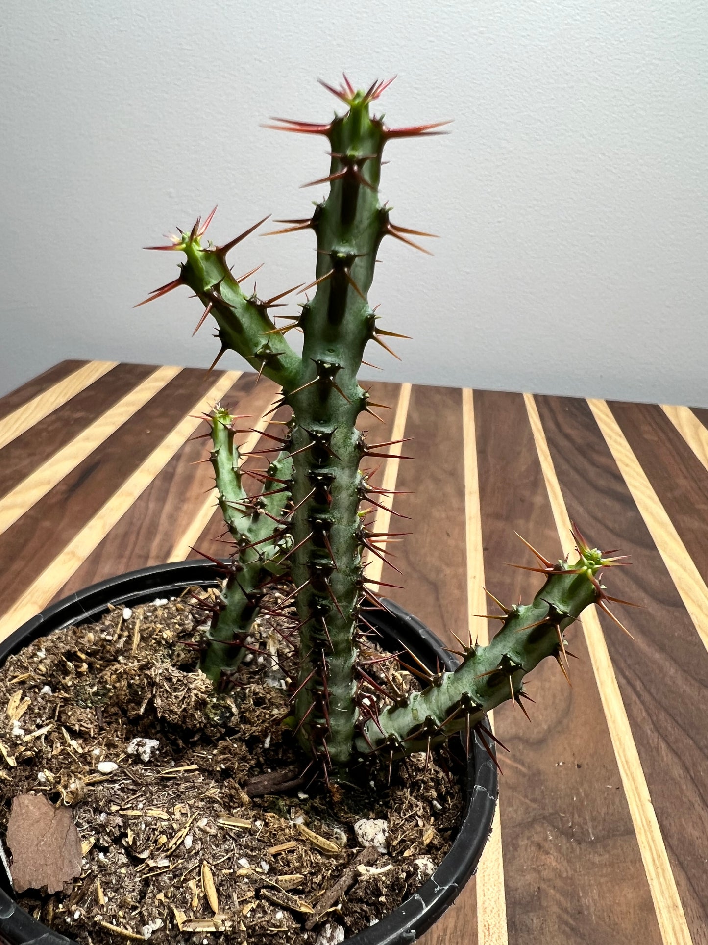 Euphorbia Aeruginosa 4”