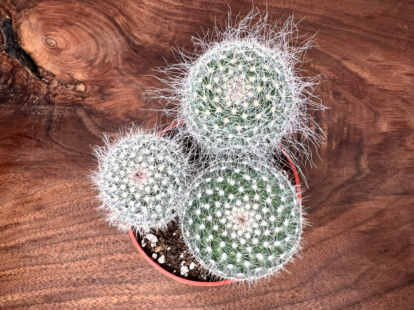 Cactus 7