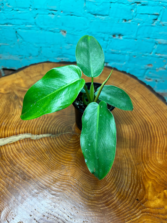 philodendron Jerry Thorne 4”