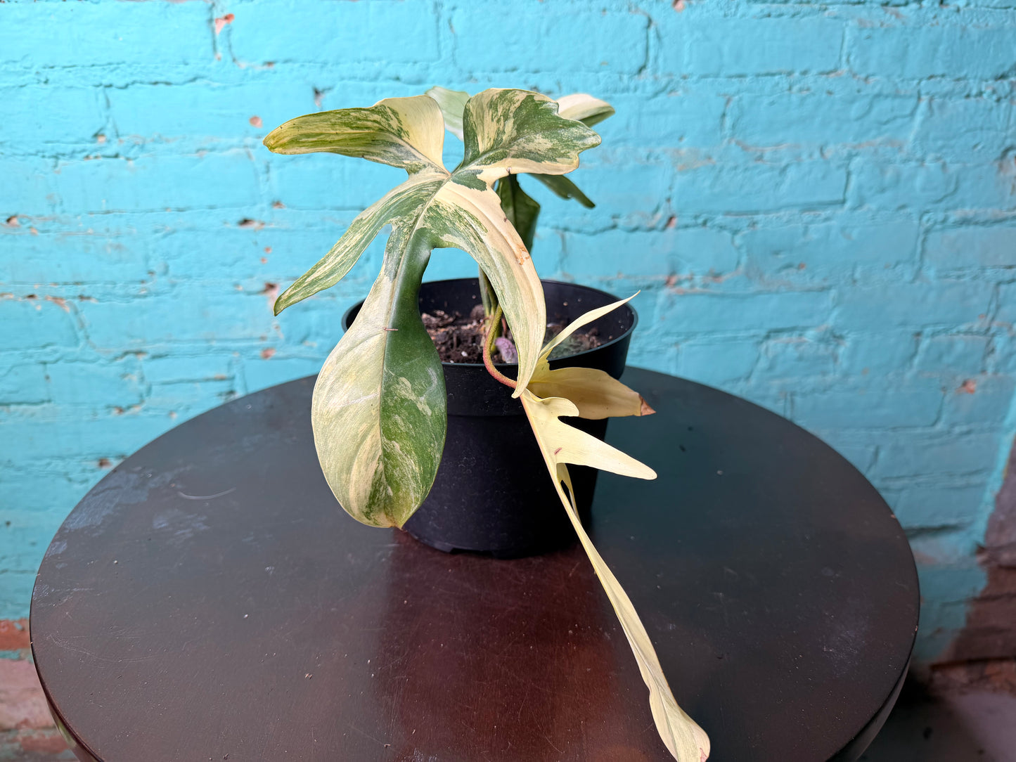 Philodendron Variegated Florida Beauty 6”