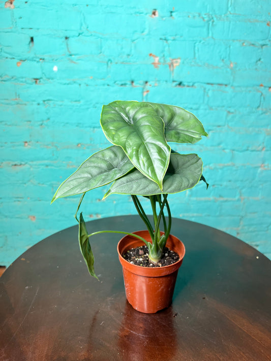 Alocasia Puncakborneensis 4”