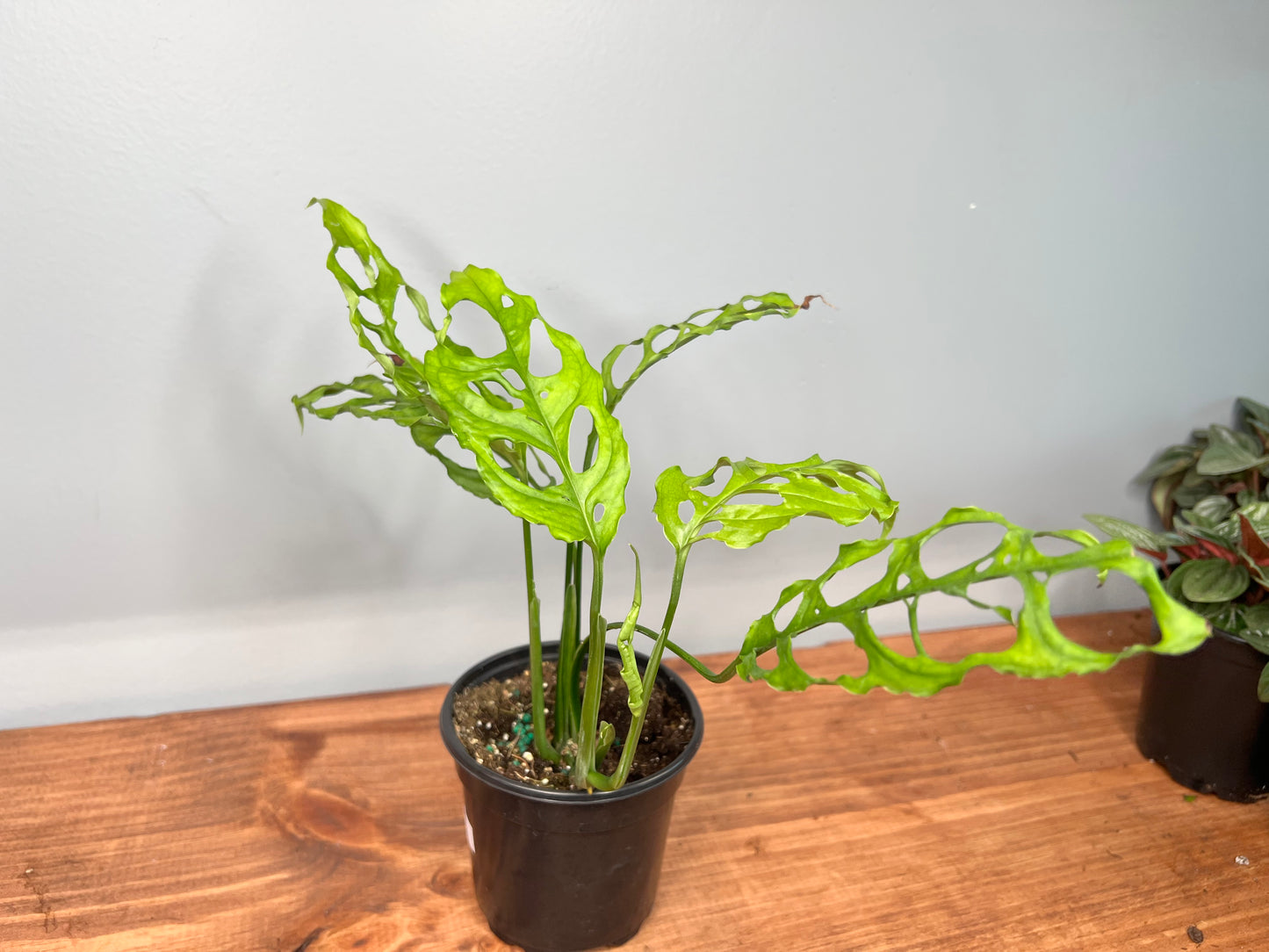 Monstera Oblique Peru