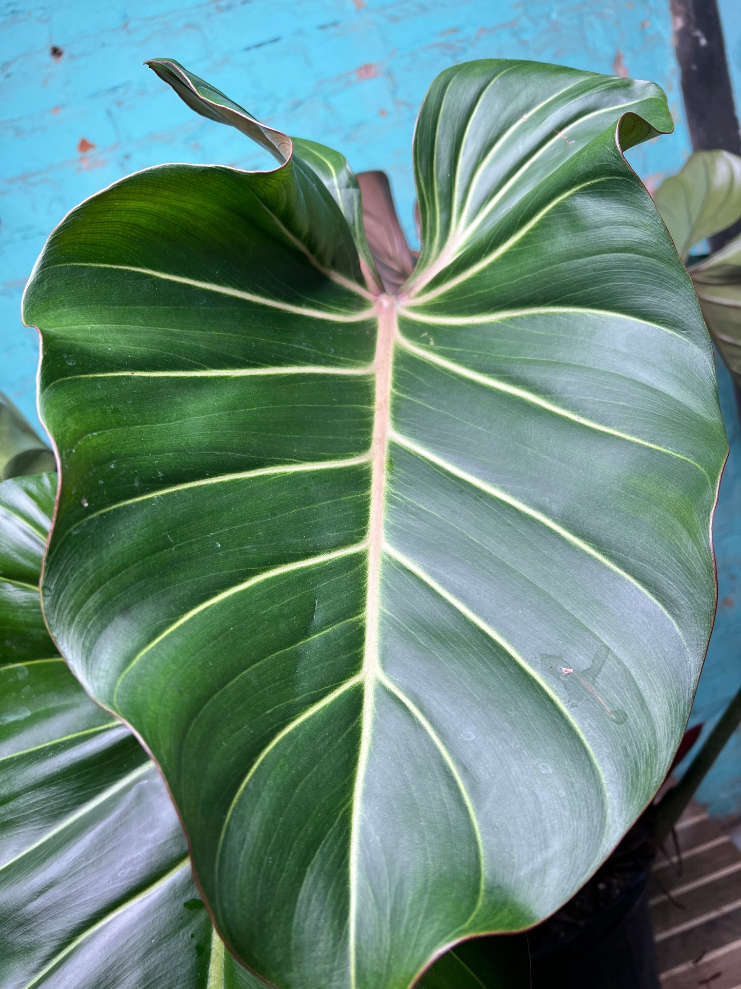 Philodendron Summer Glory 10”