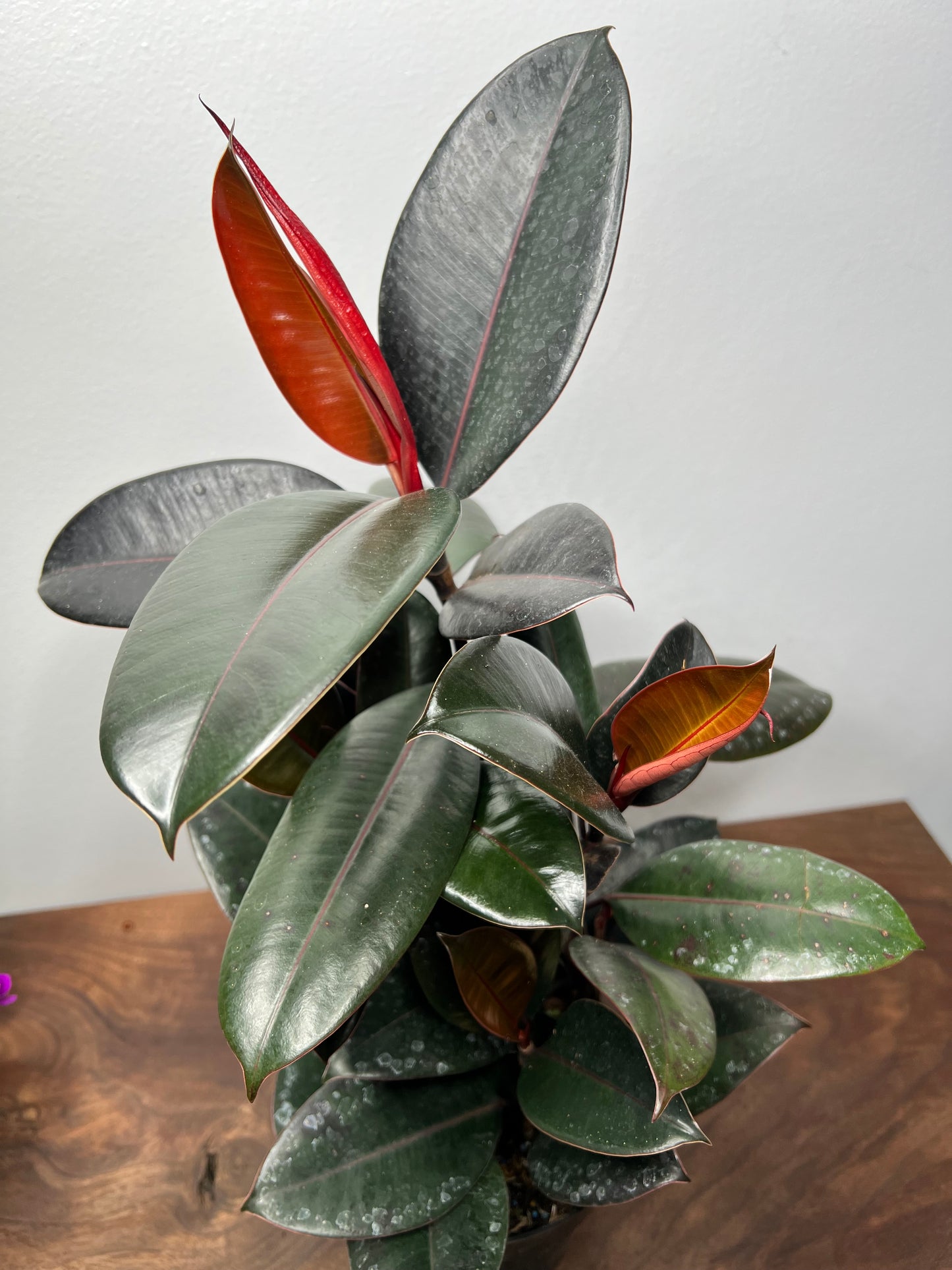 Rubber Plant-burgundy 6”