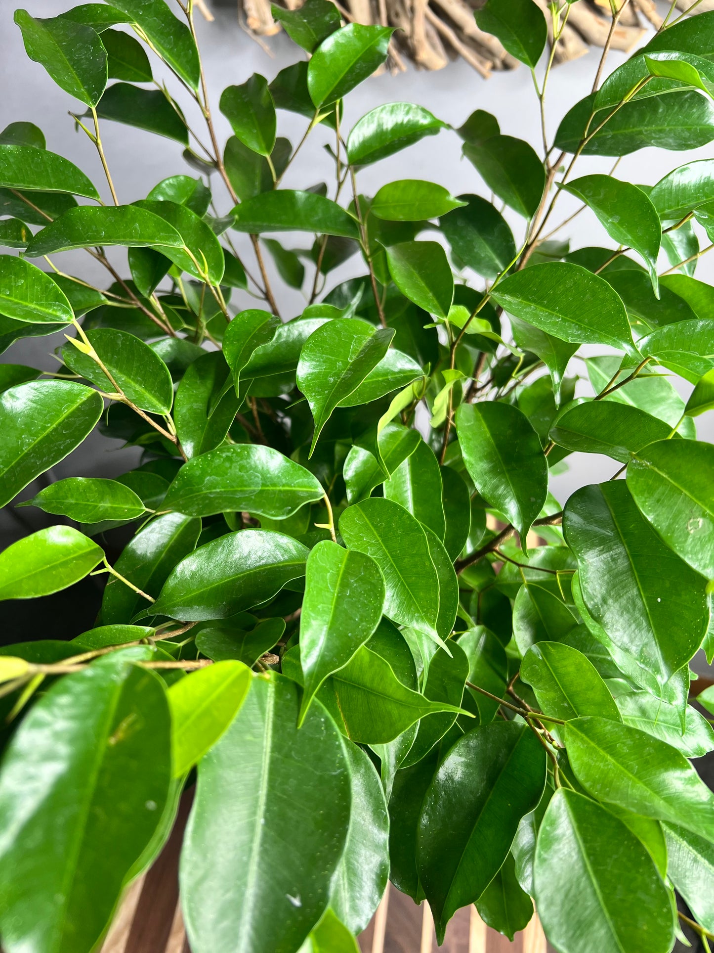 Ficus Benjamina Weeping Fig 8”
