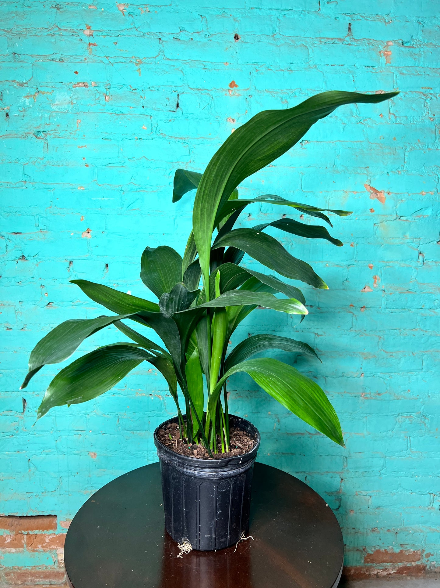 Cast Iron Plant 8”