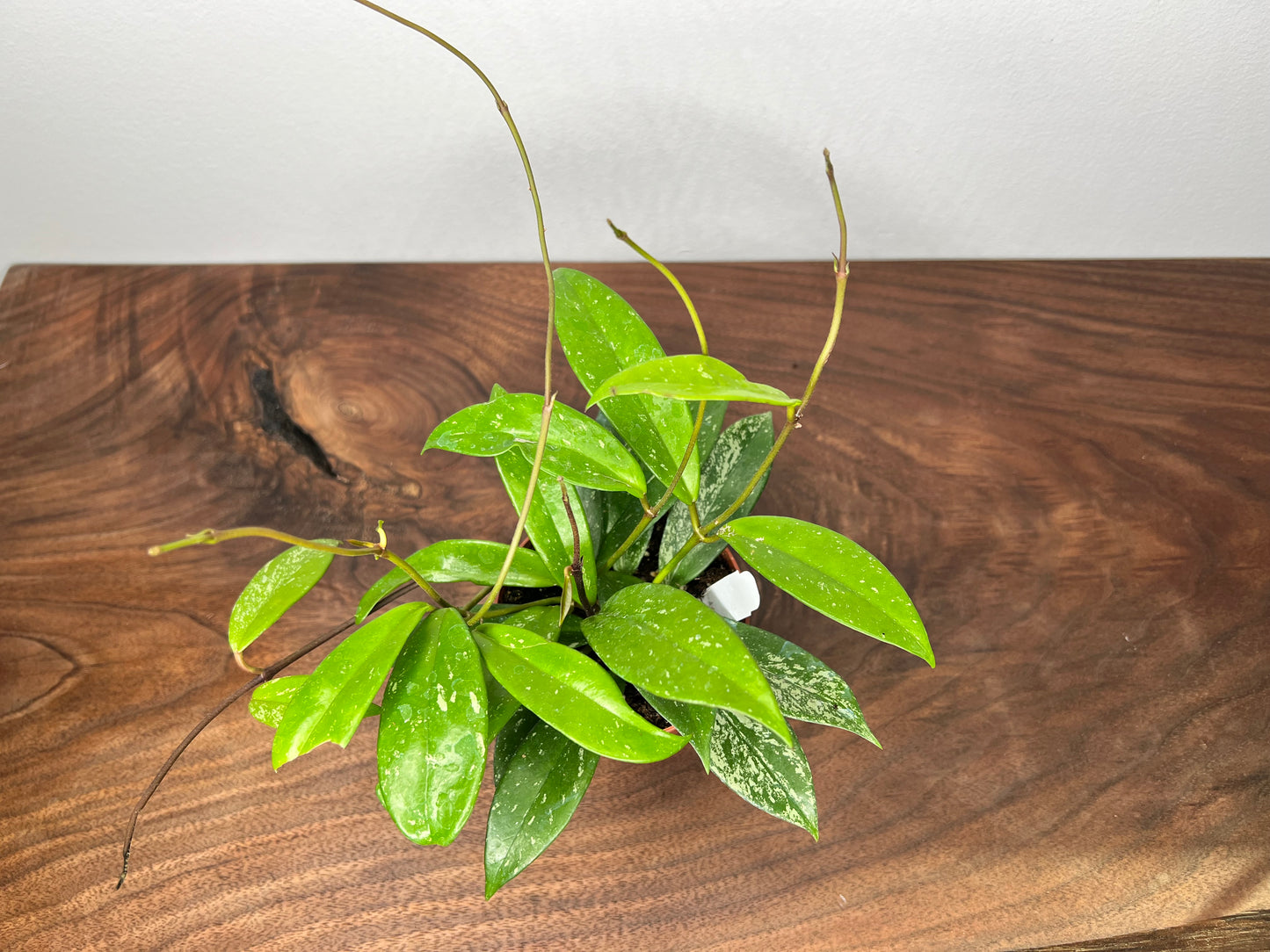 Hoya Pubicalyx