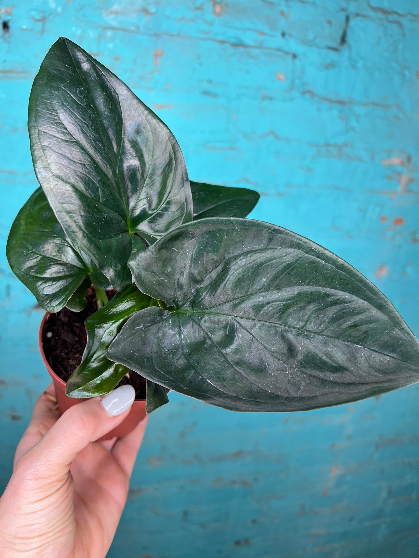 Syngonium Red Arrows 4”