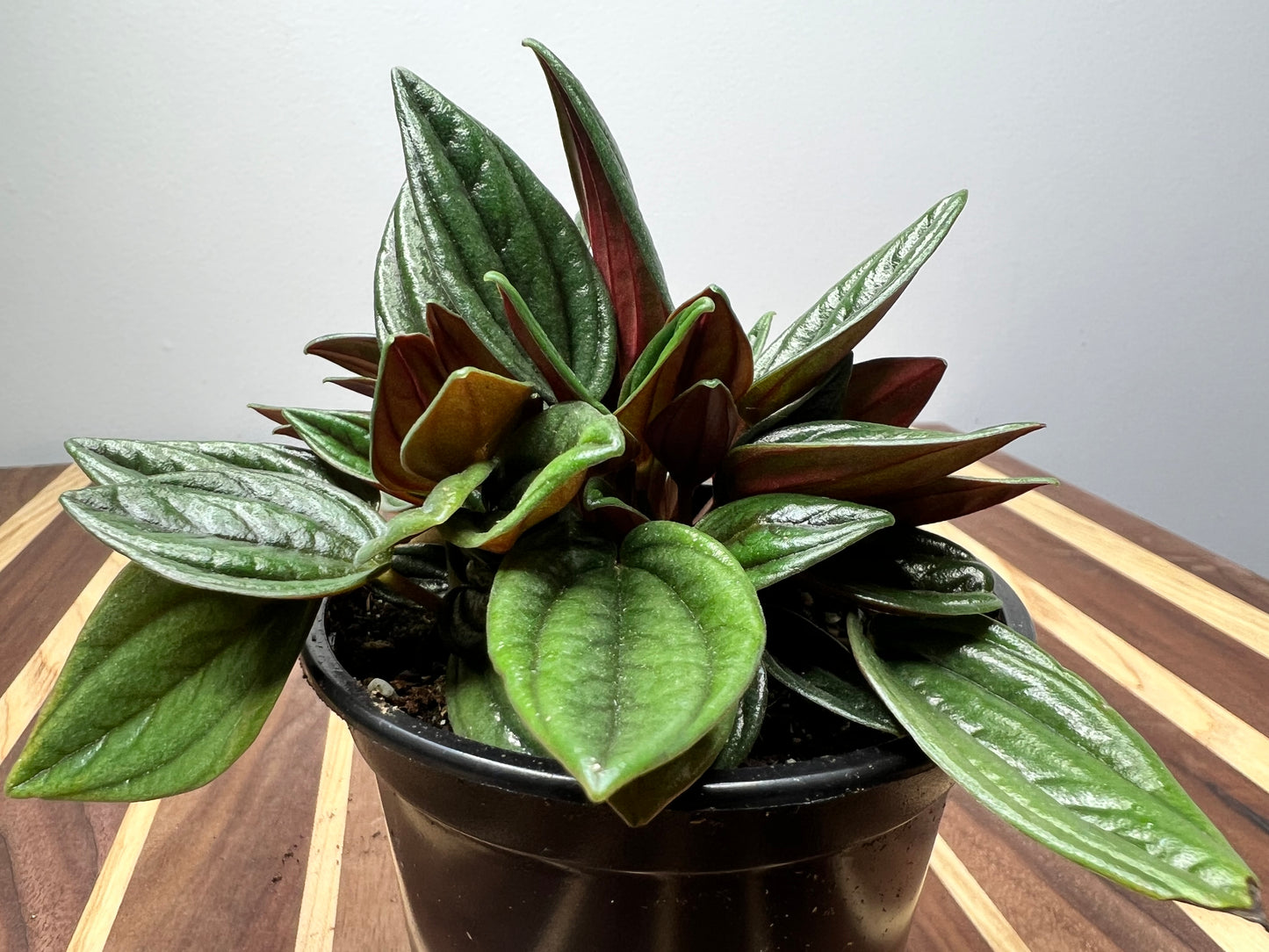 Peperomia Rosso