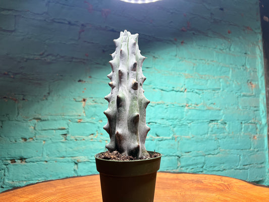 Ghost Boobie Cactus 4”