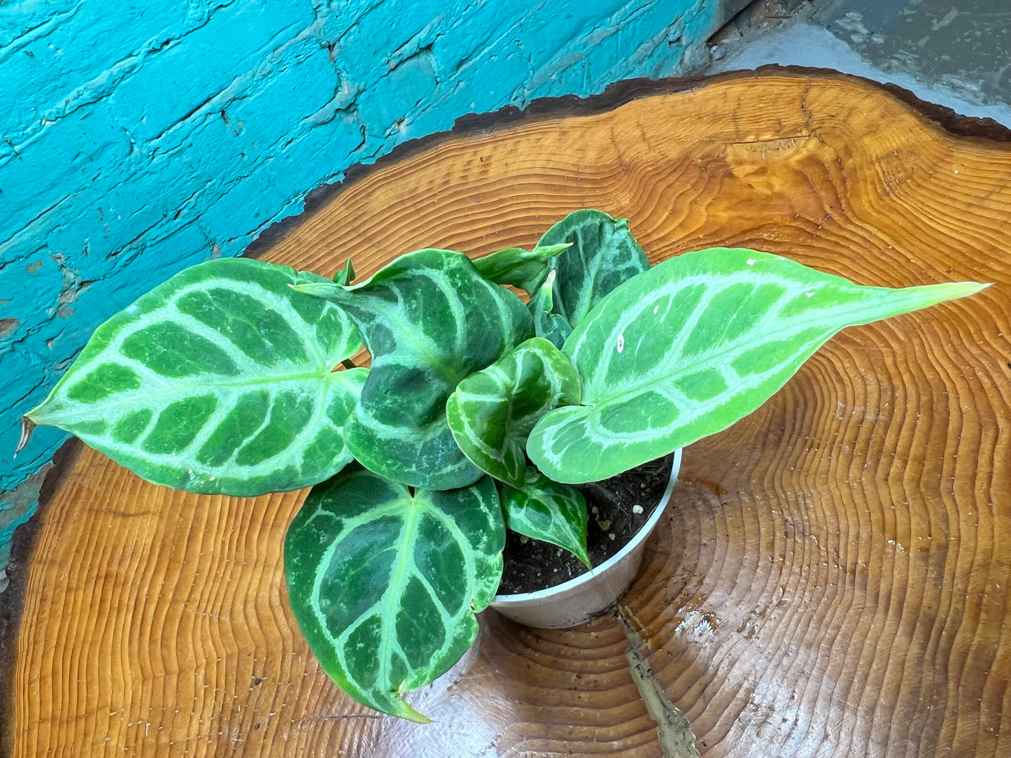 Anthurium Silver Blush 4”