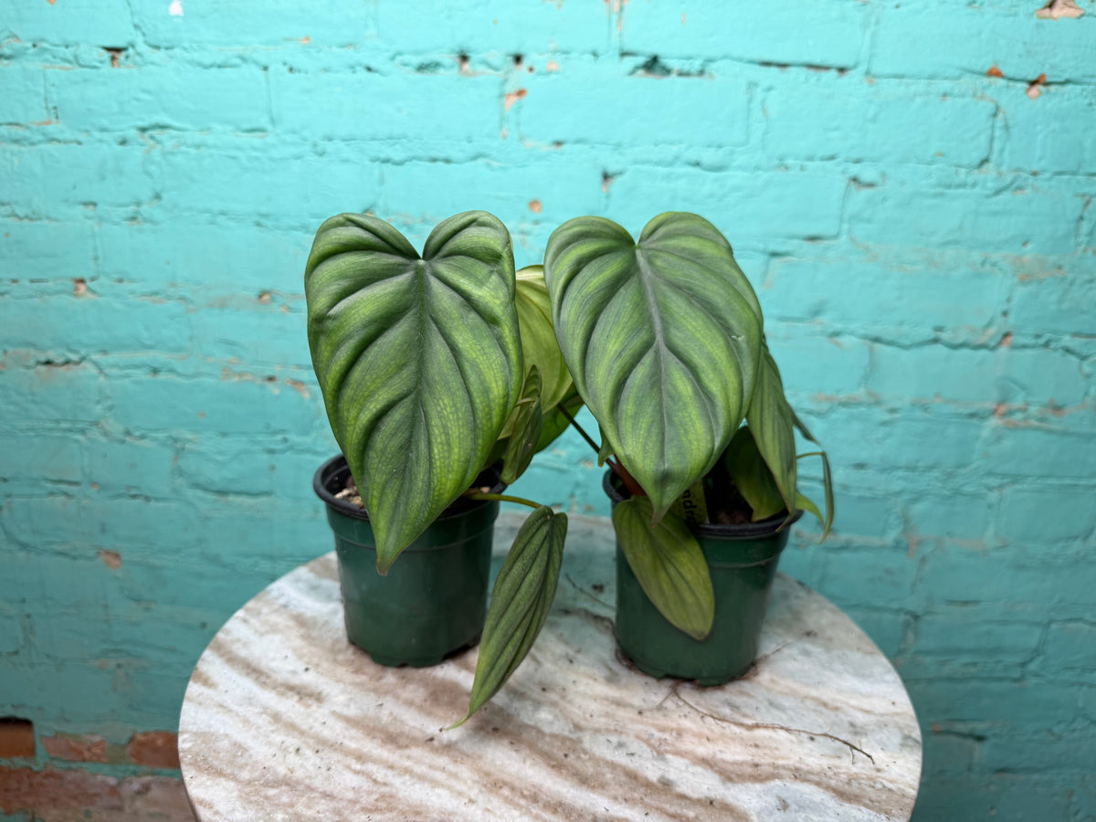 Philodendron Columbia 4”