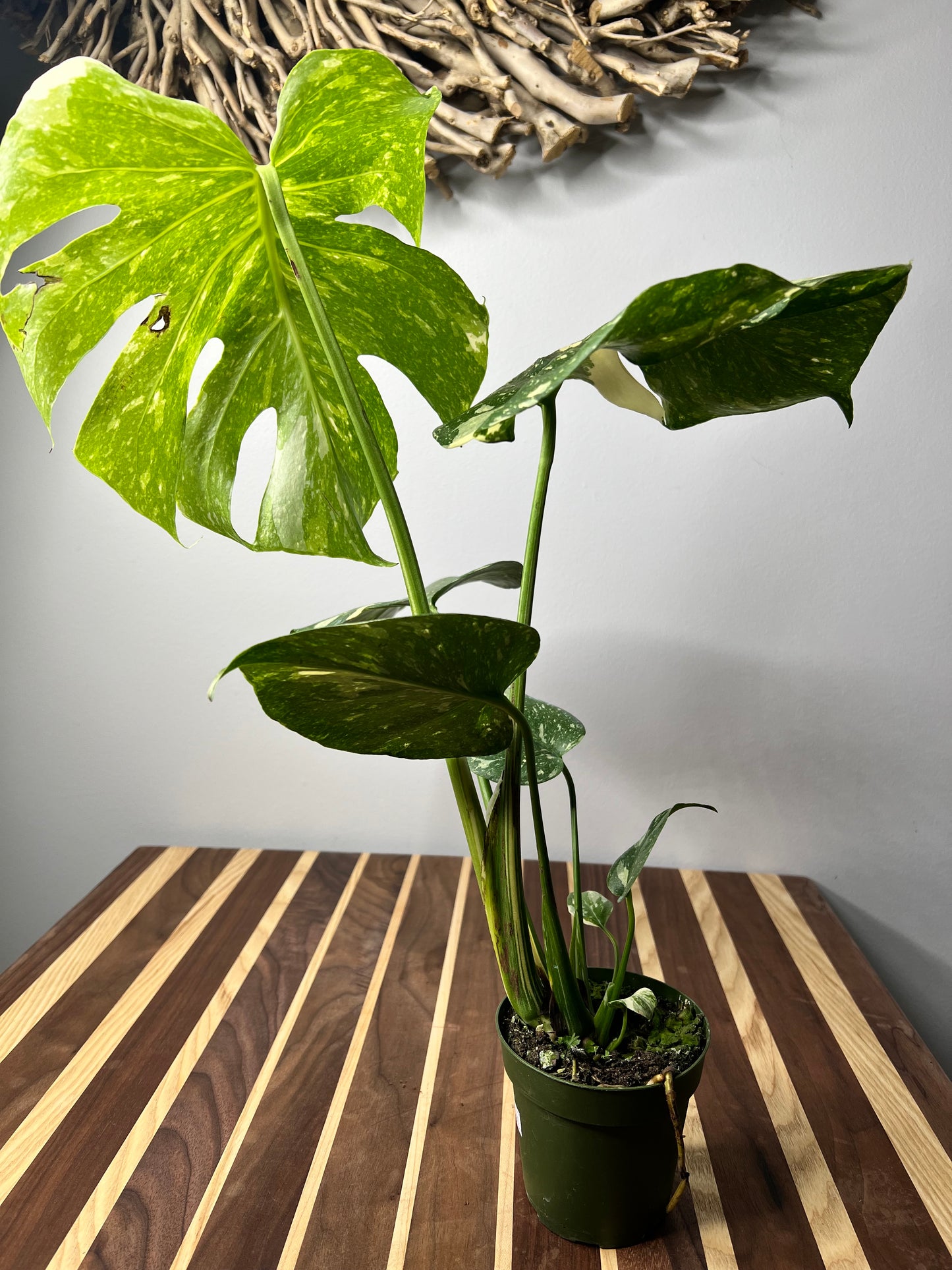 Monstera Thai constellation (small 4”)