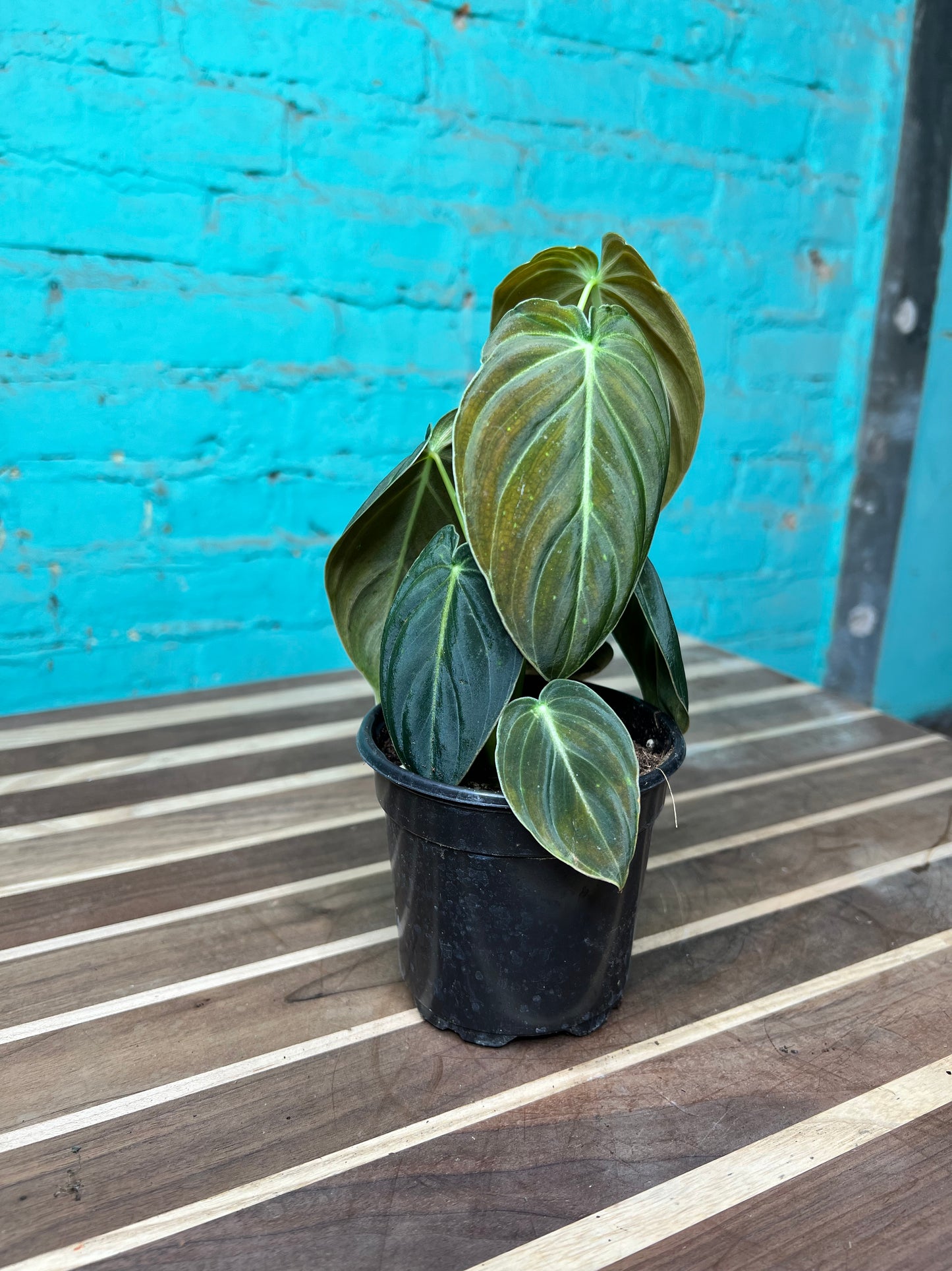 Philodendron Melanochrysum 4”