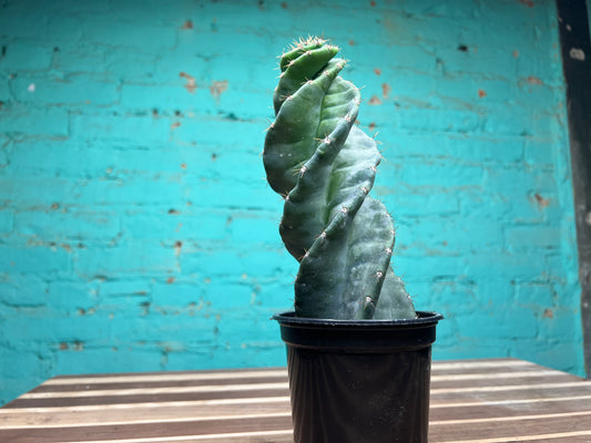 Cereus Forbesii Spiralis 4” (swirl cactus)