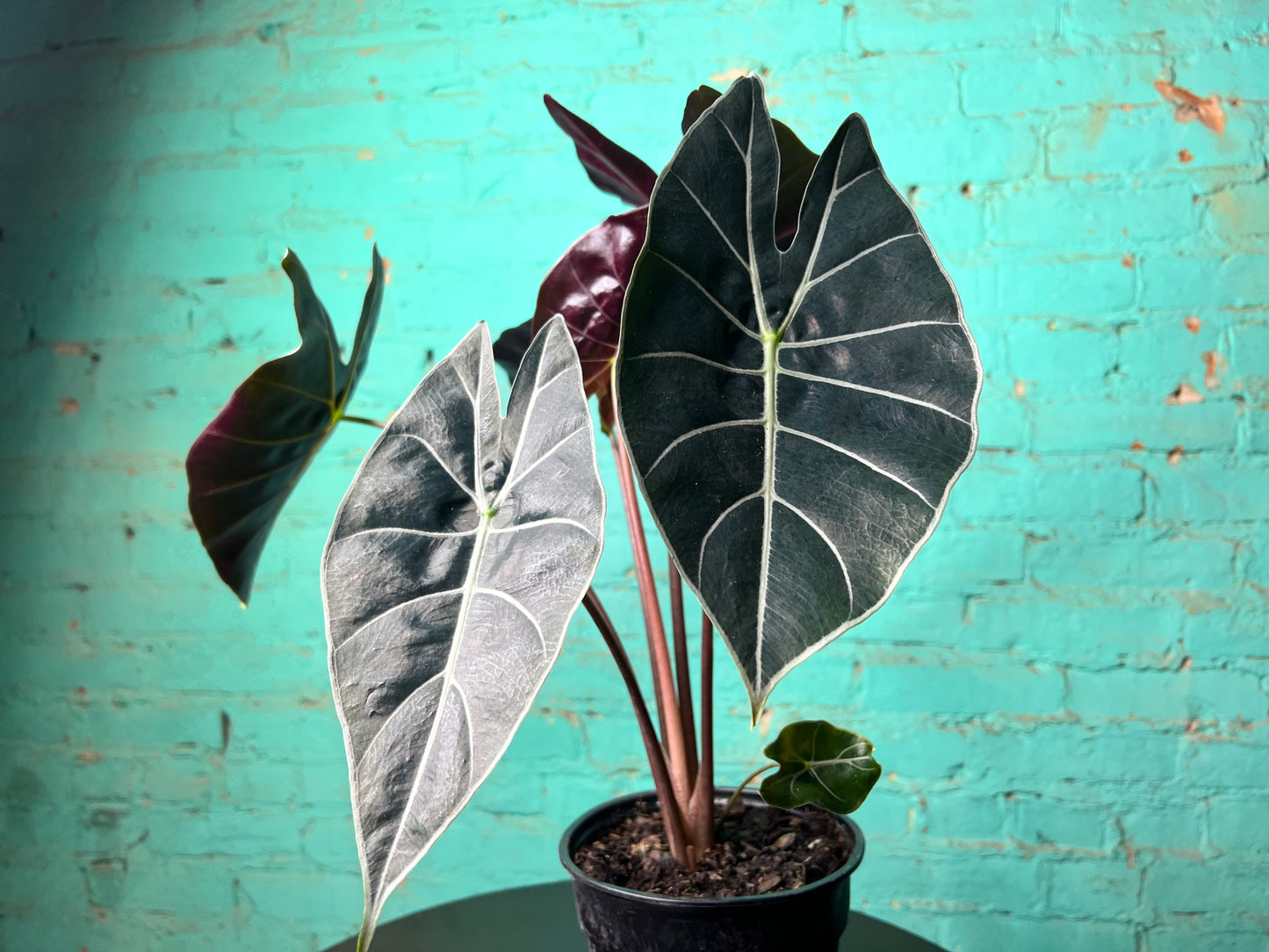 Alocasia Dragons Tooth Longiloba
6”