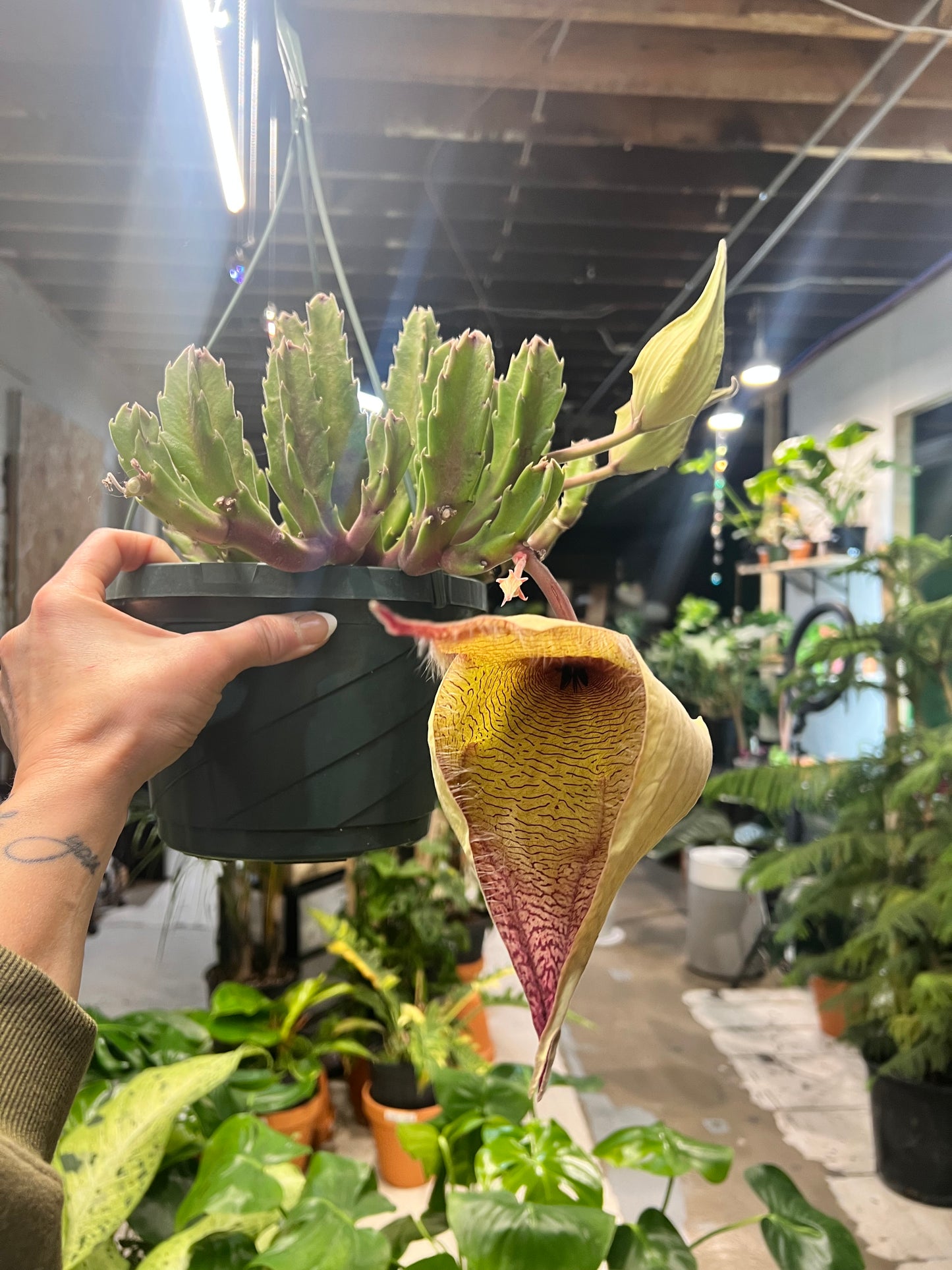 Stapelia Gigantea -Zulu Cactus 8” basket