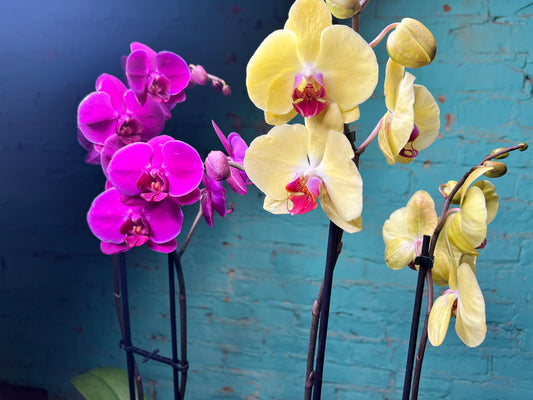 Orchid -Plalaenopsis (Moth Orchid) Double Stem