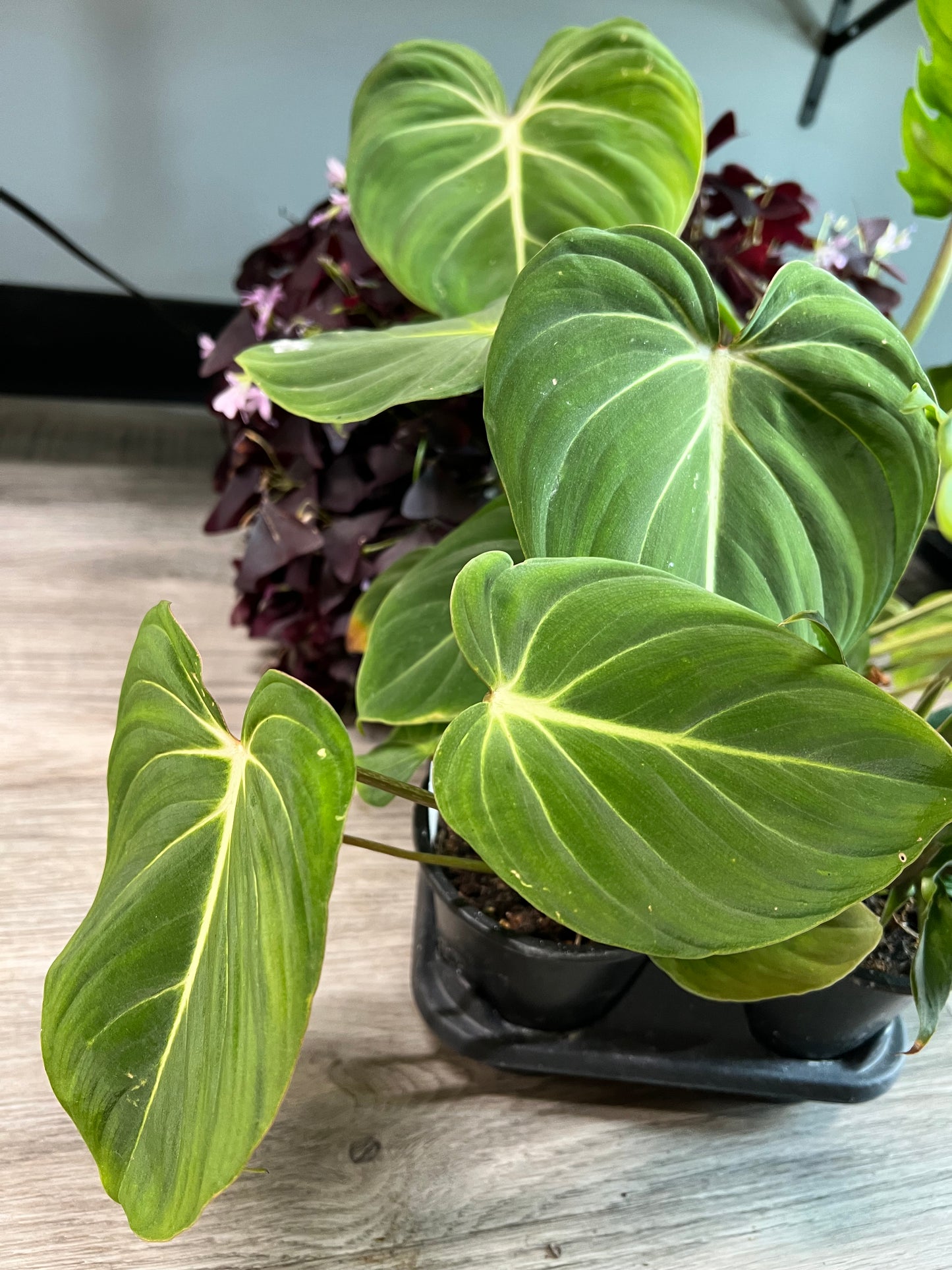 Philodendron Gloriosum 4”