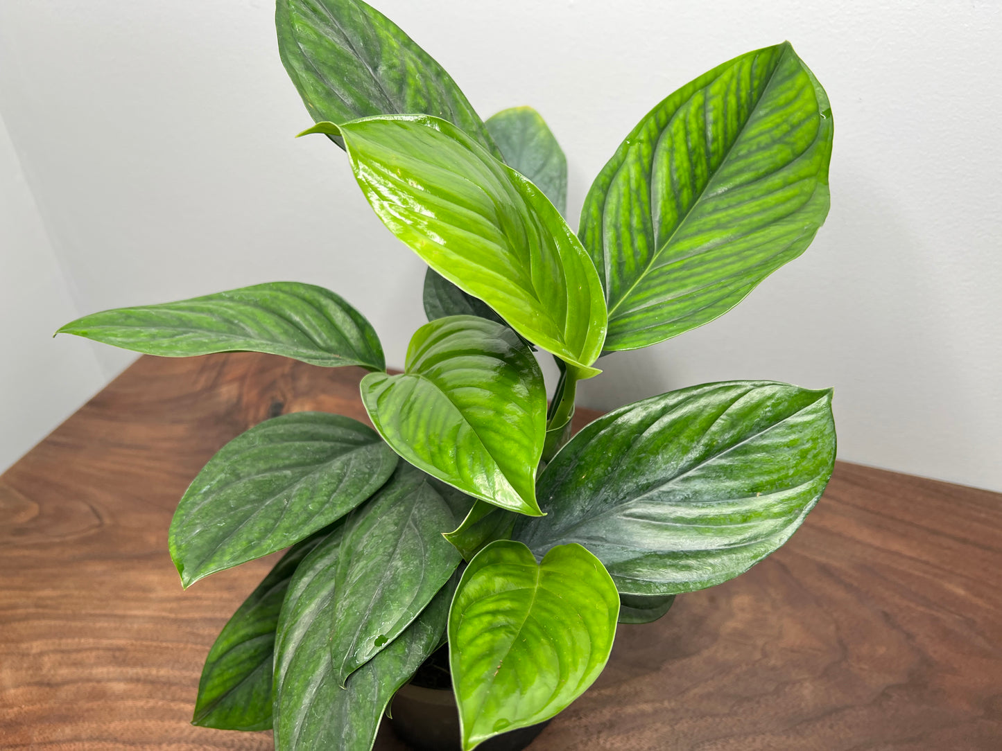 Monstera Pinnatipartita 6”