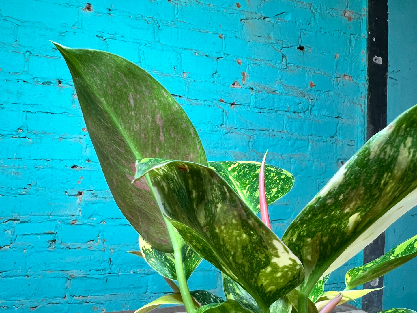 Philodendron Congo Nuclear Variegated