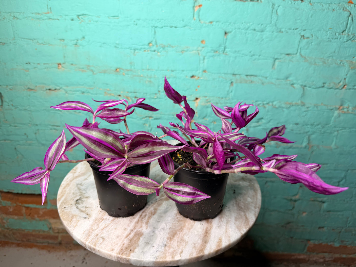 Tradescantia Pink Paradise 4”