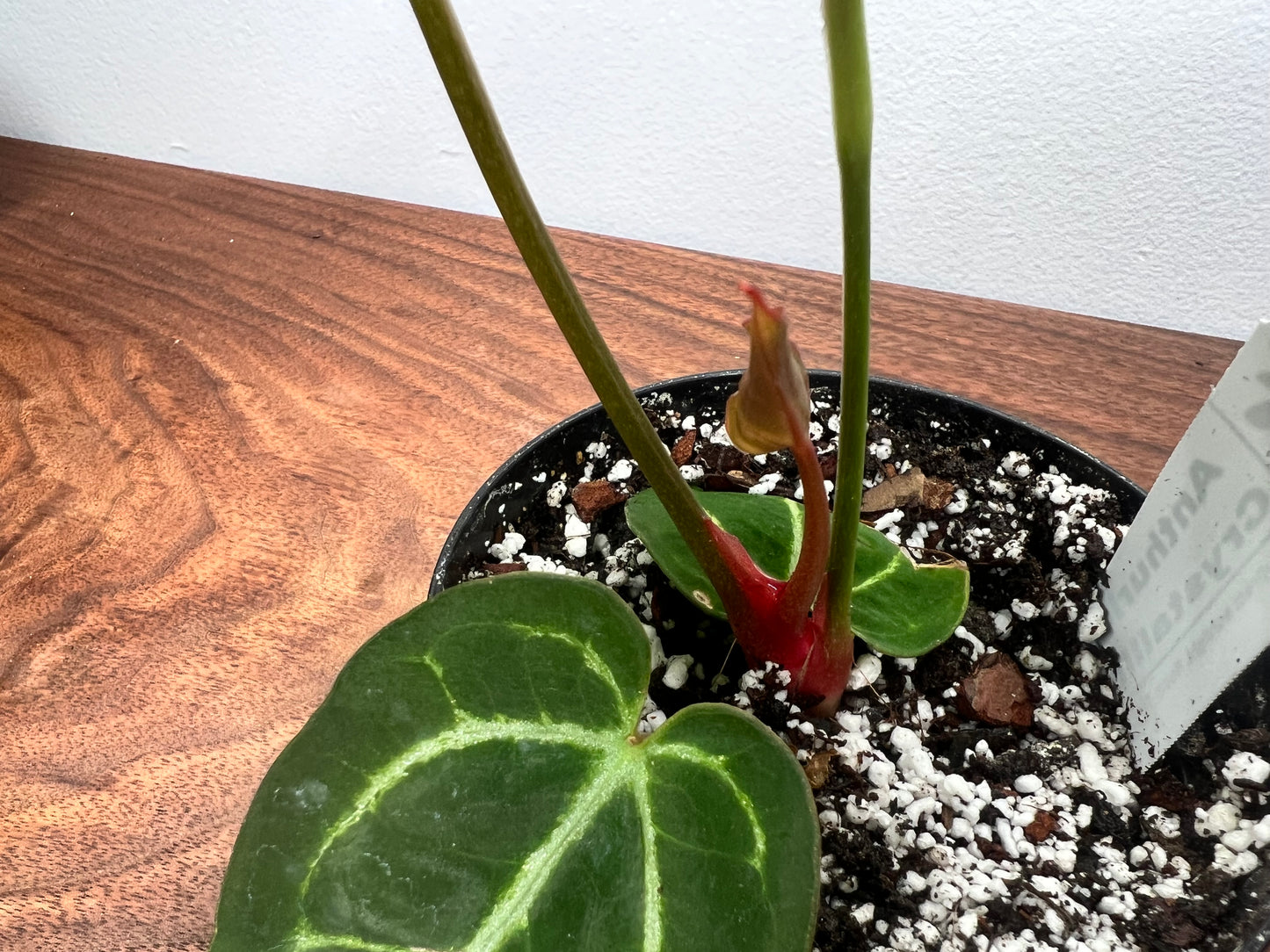 Anthurium Red Crystal Crystallinum 4”