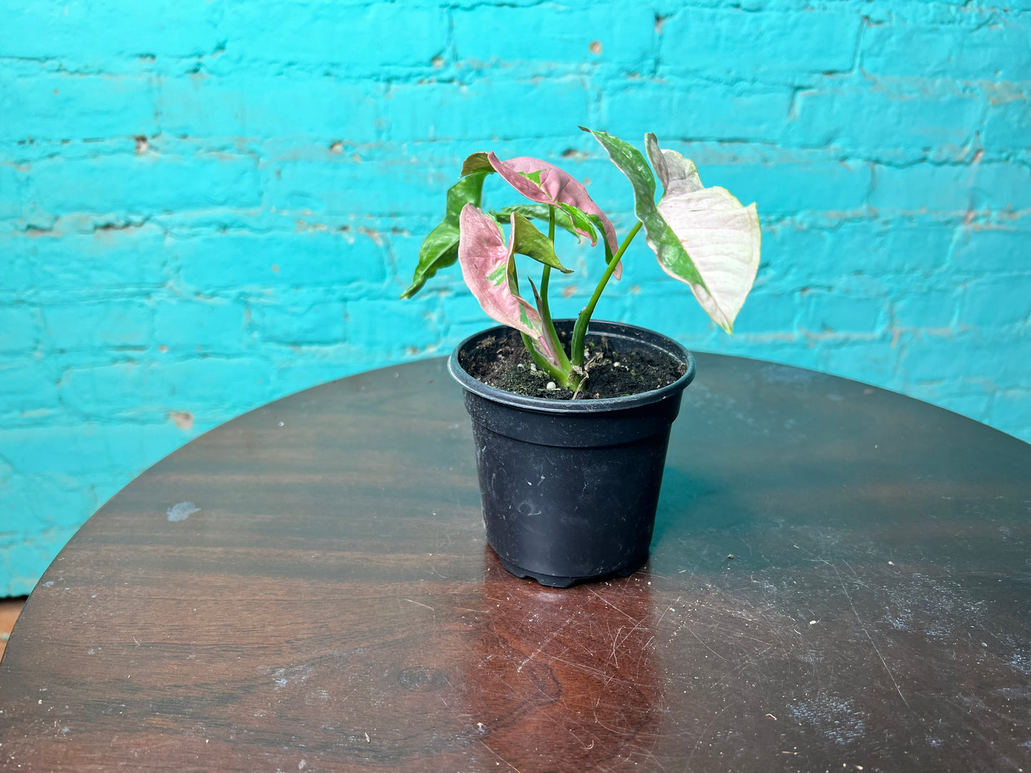 Syngonium Pink Lava 4”