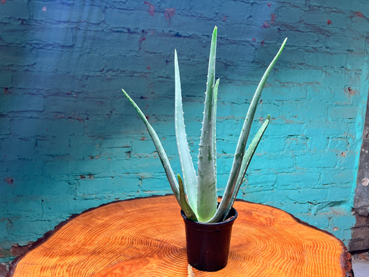 Aloe 4”