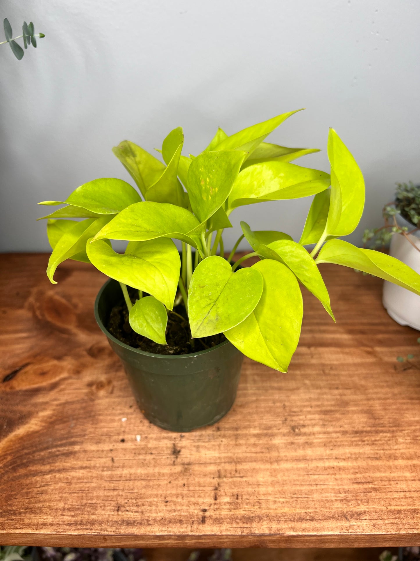 Neon Pothos 4”