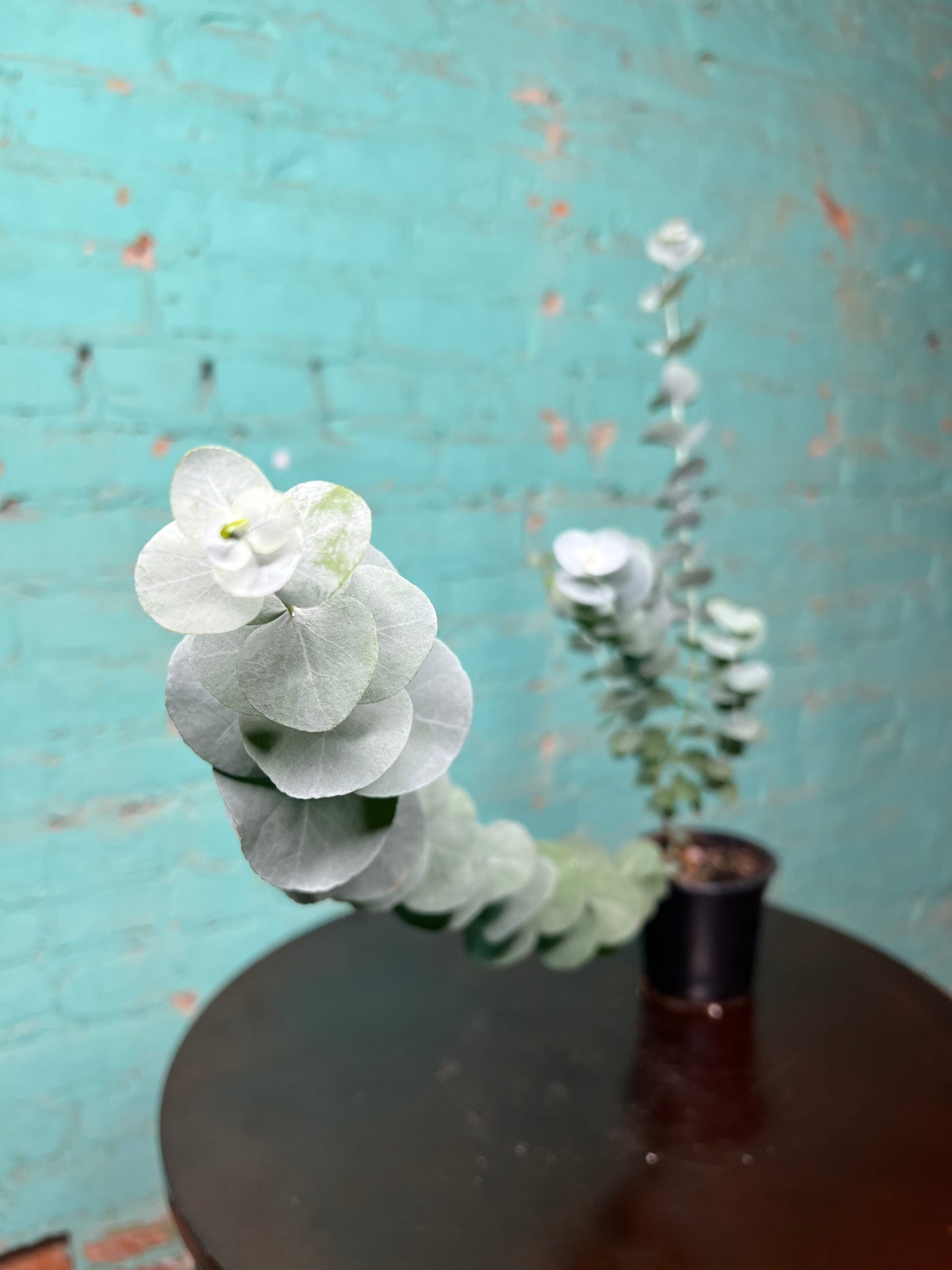 Eucalyptus Silver Dollar