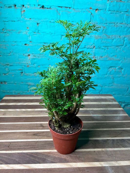 Ming Aralia 4”