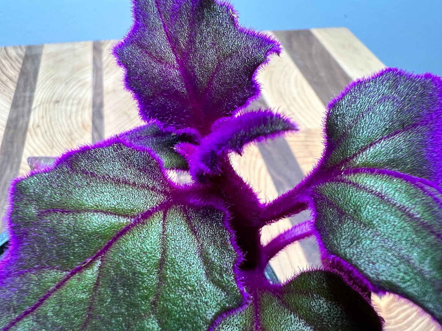 Purple passion plant 4”