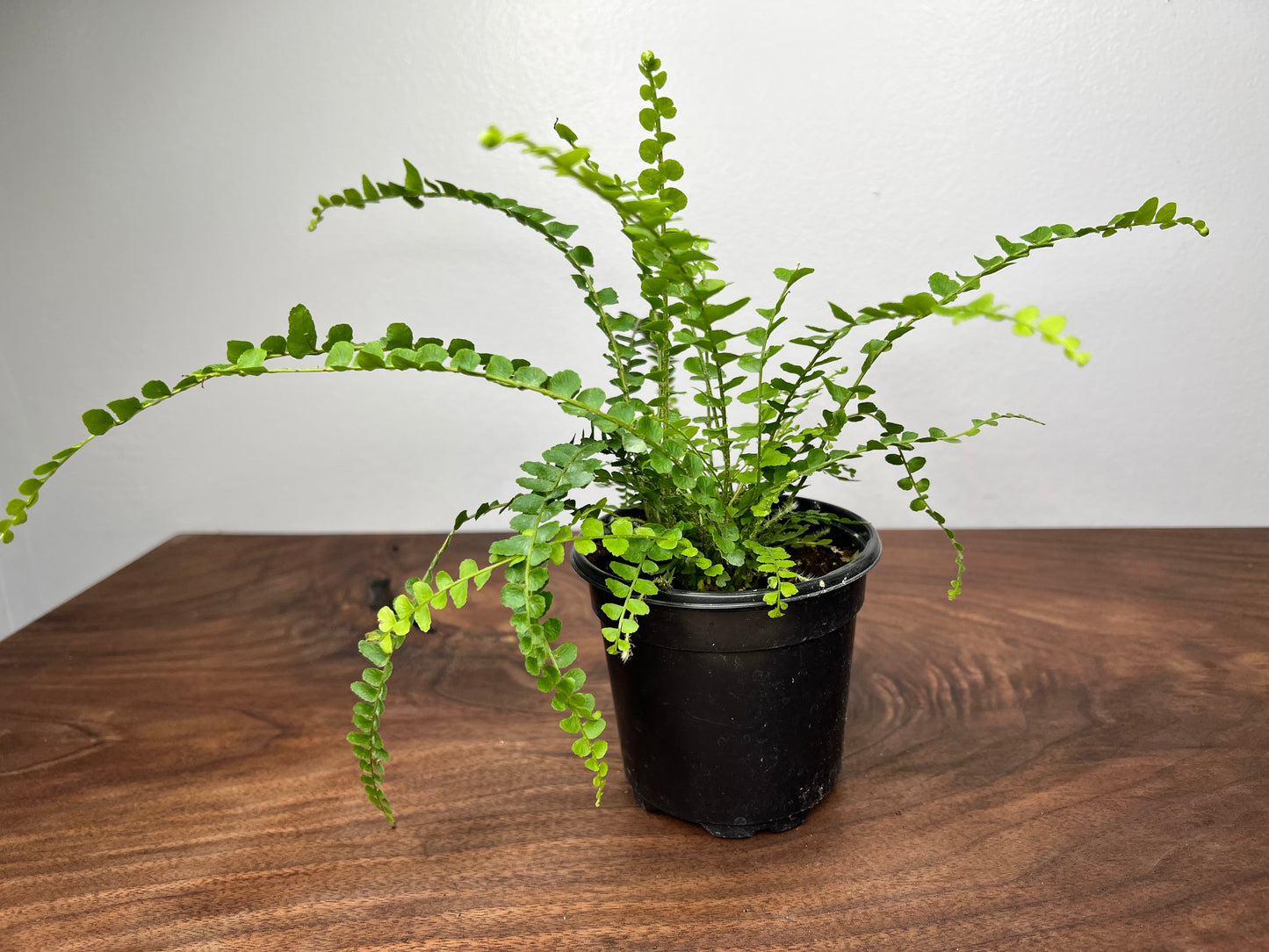 Lemon Button Fern 4”